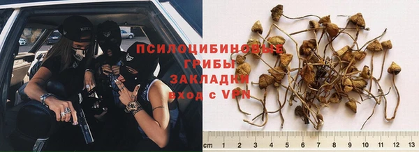 шишки Абинск